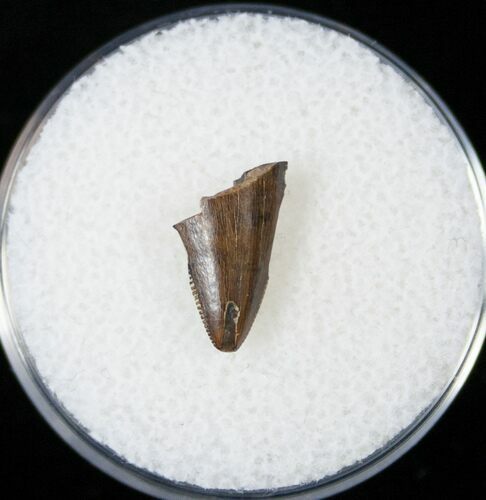 Nanotyrannus Tooth Tip - Montana #14767